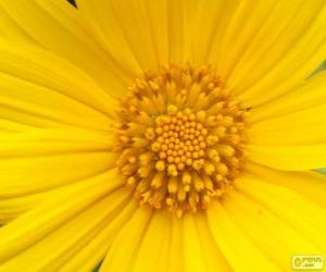 Puzzle Κίτρινο λουλούδι